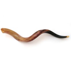 Large Yemenite Polished Shofar | Yemenite Shofars
