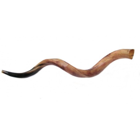 Jumbo Yemenite Polished Shofar | Yemenite Shofars