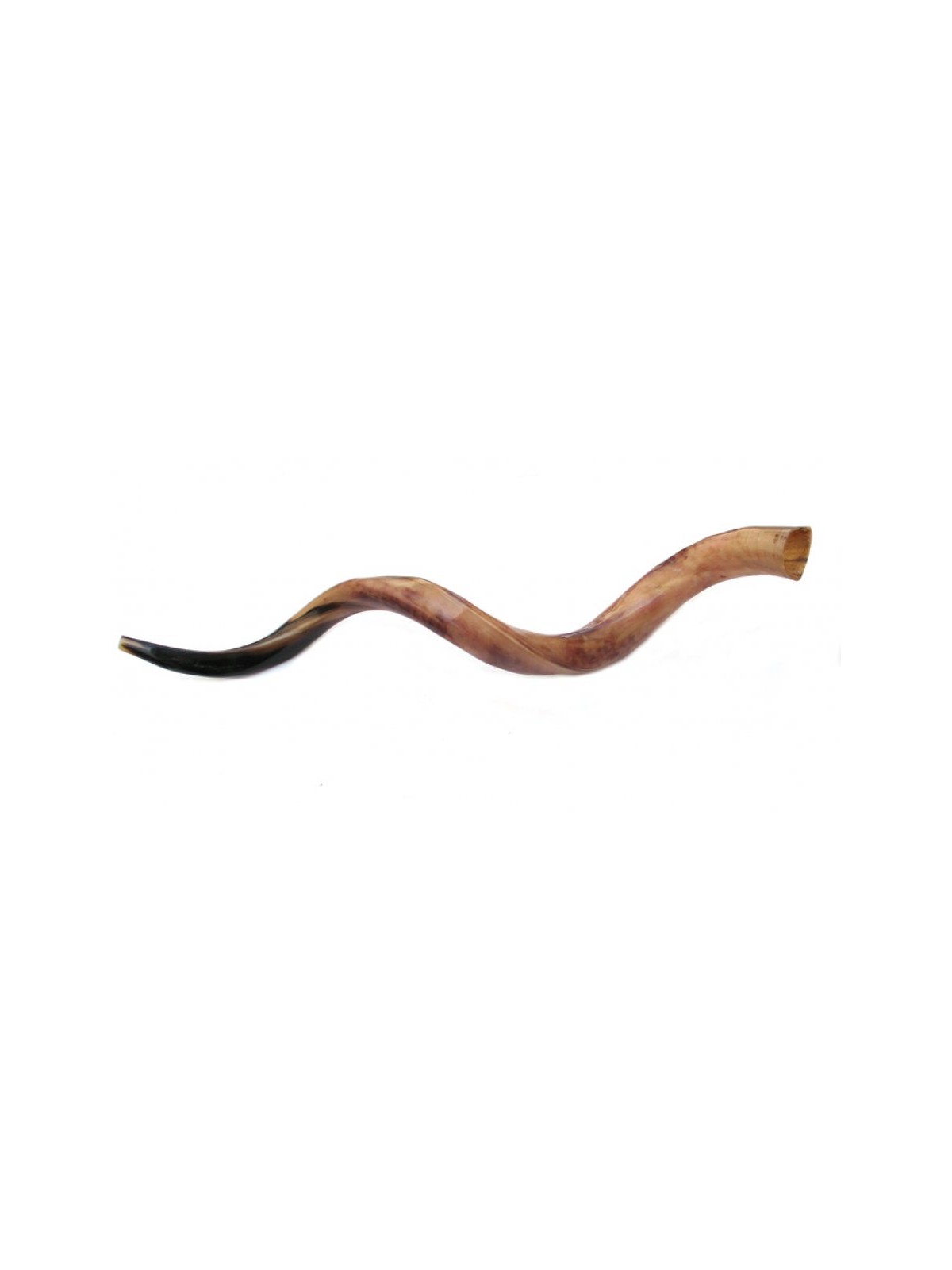 Jumbo Yemenite Polished Shofar | Yemenite Shofars