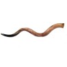 Jumbo Yemenite Polished Shofar | Yemenite Shofars