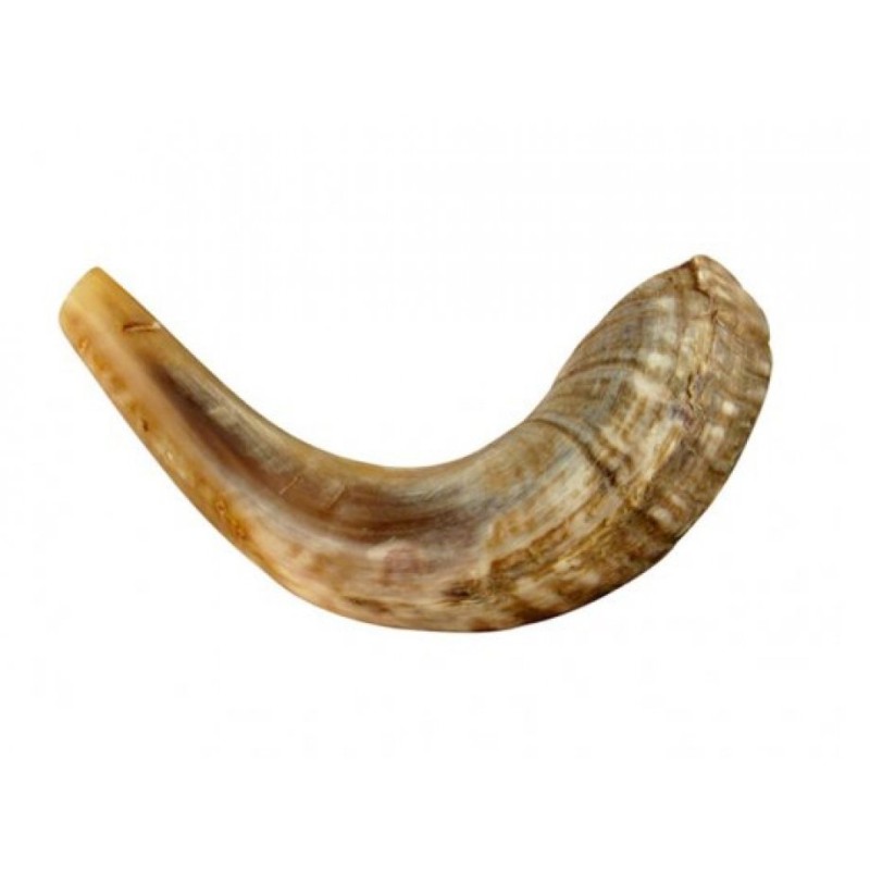 Small Rams Horn Shofar for Kids Light Colors | Rams Horn Shofars