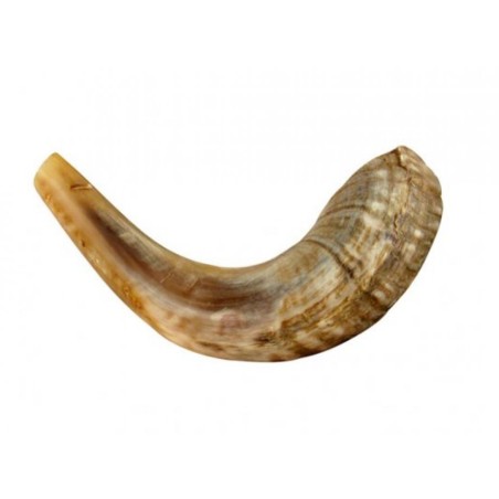 Petit Shofar en corne de bélier pour enfants Couleurs claires | Shofars en corne de bélier