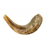 Small Rams Horn Shofar for Kids Light Colors | Rams Horn Shofars