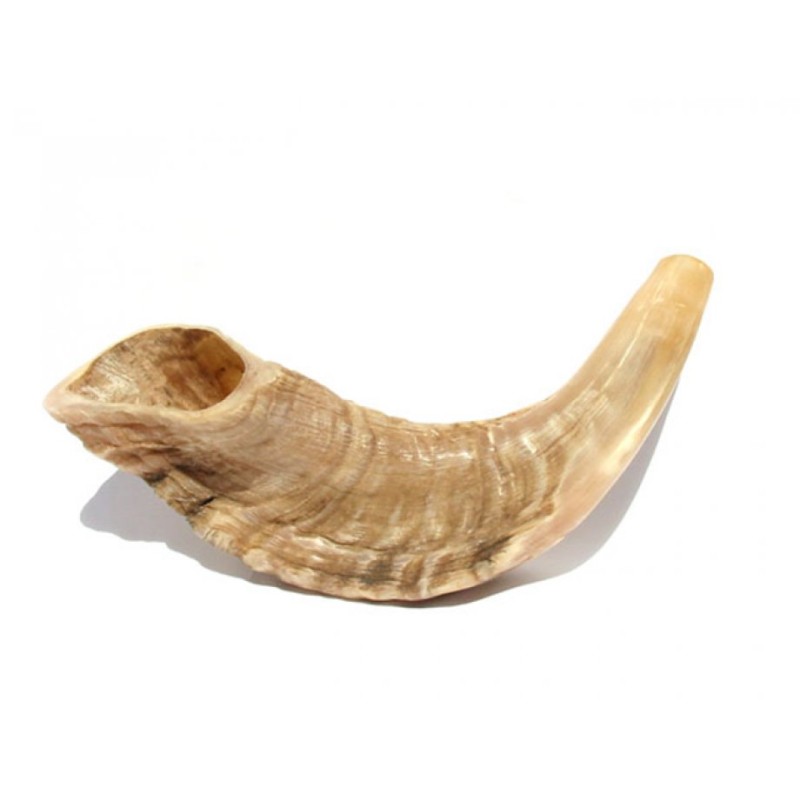 Rams Small Horn Shofar Natural Finish | ראמס הורן שופרס