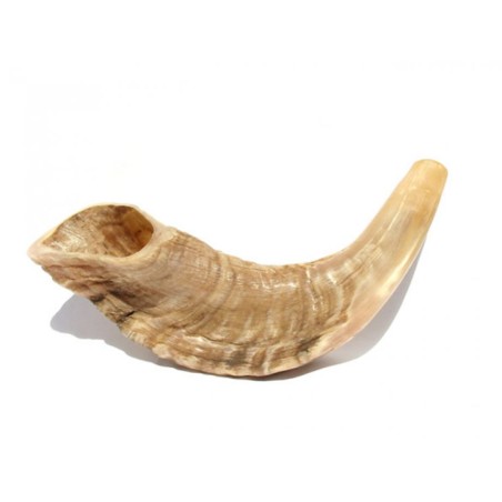 Petit Shofar en corne de bélier finition naturelle | Shofars en corne de bélier
