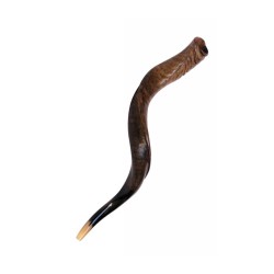 Medium Yemenite Shofar Natural Finish | Yemenite Shofars