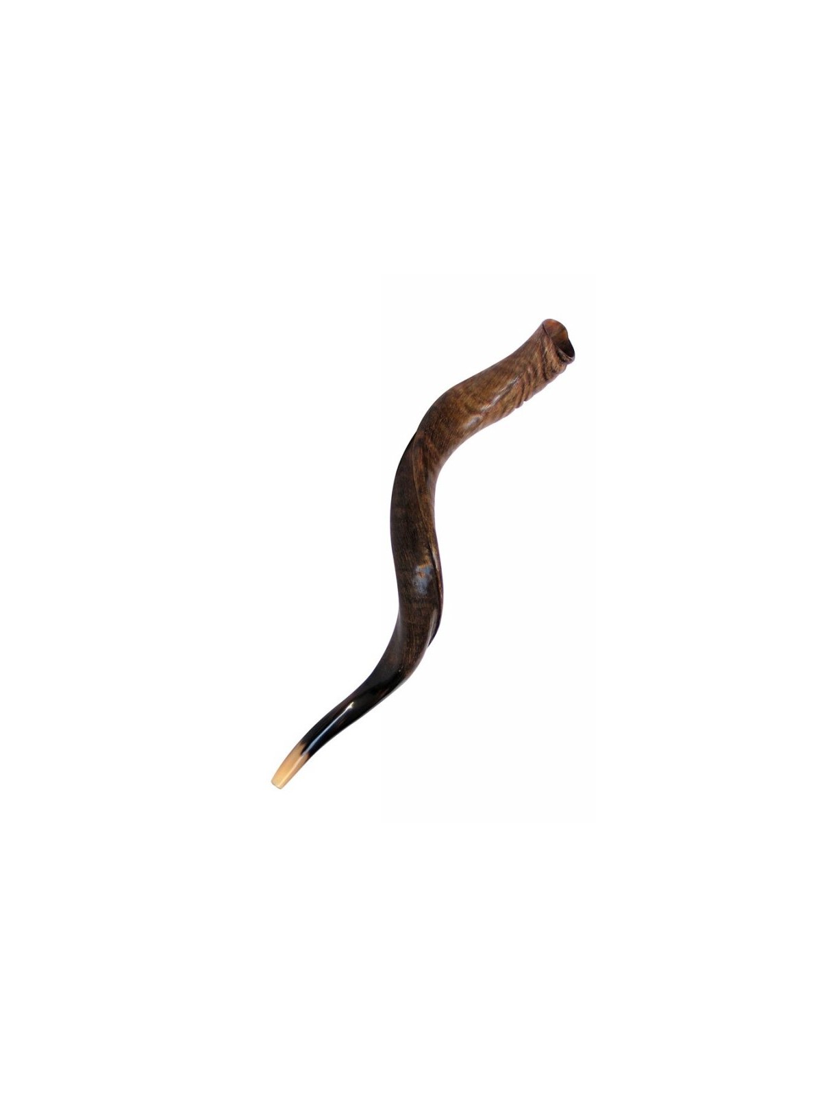 Medium Yemenite Shofar Natural Finish | Yemenite Shofars