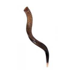 Medium Yemenite Shofar Natural Finish | Yemenite Shofars