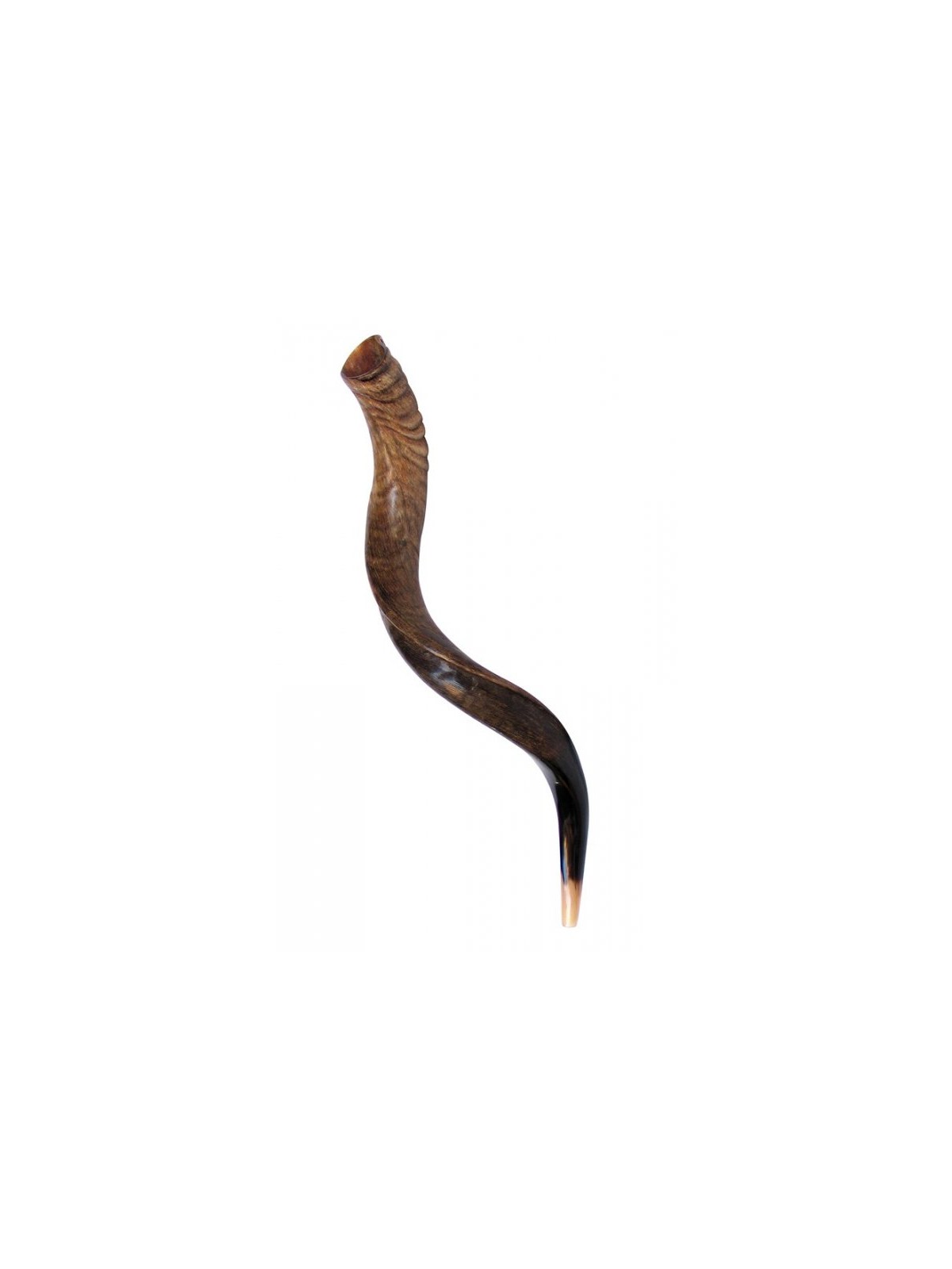 Medium Yemenite Shofar Natural Finish | Yemenite Shofars