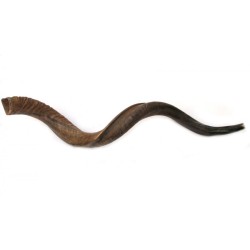 Jumbo Yemenite Natural Shofar | Yemenite Shofars