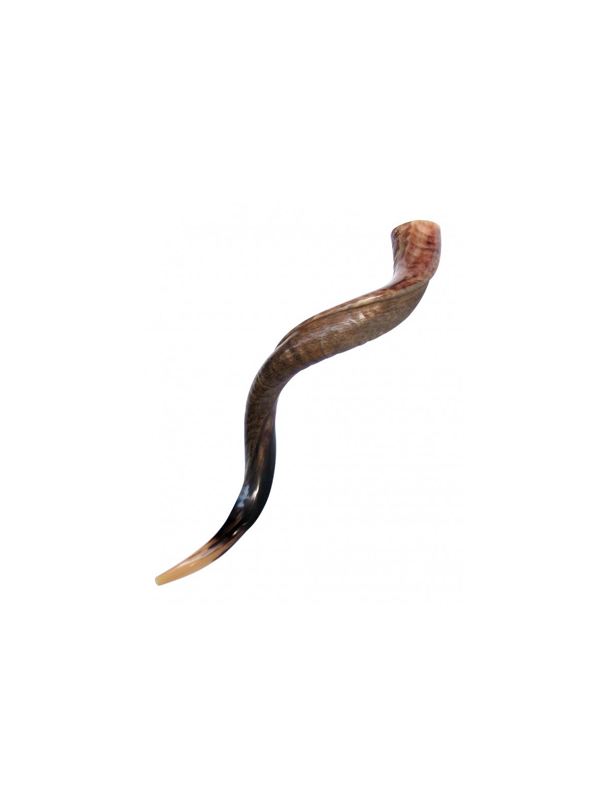 Large Yemenite Kudu Shofar Half Polished Half Na... | Yemenite Shofars