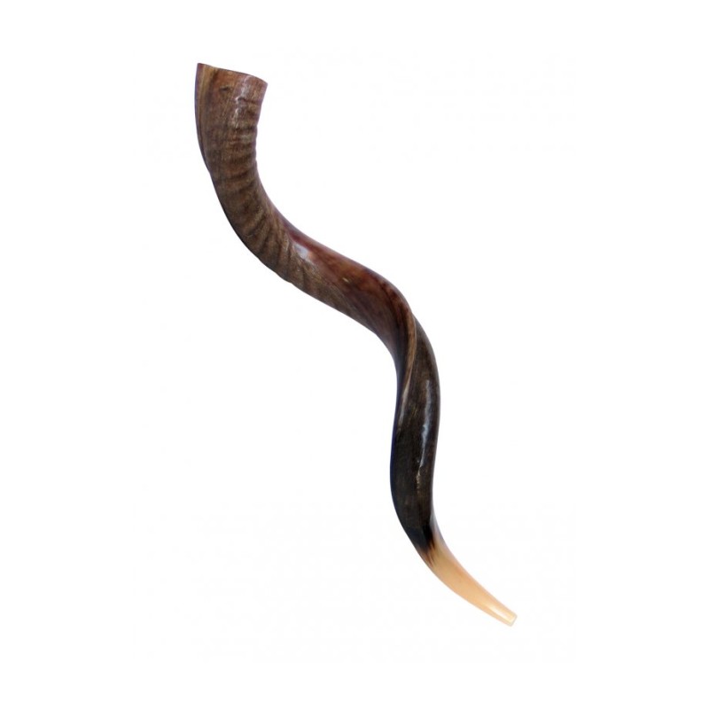 Large Yemenite Kudu Shofar Half Polished Half Na... | Yemenite Shofars