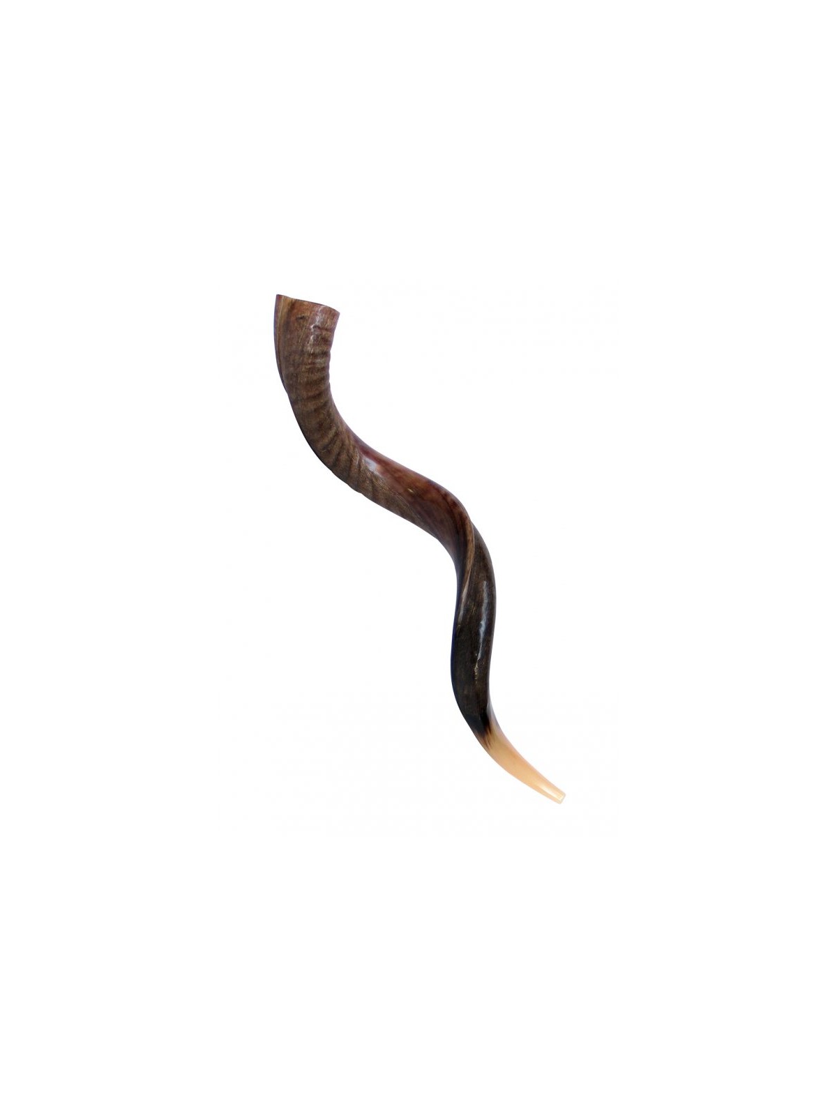 Large Yemenite Kudu Shofar Half Polished Half Na... | Yemenite Shofars
