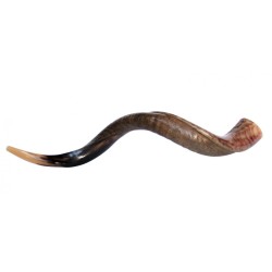 Large Yemenite Kudu Shofar Half Polished Half Na... | Yemenite Shofars