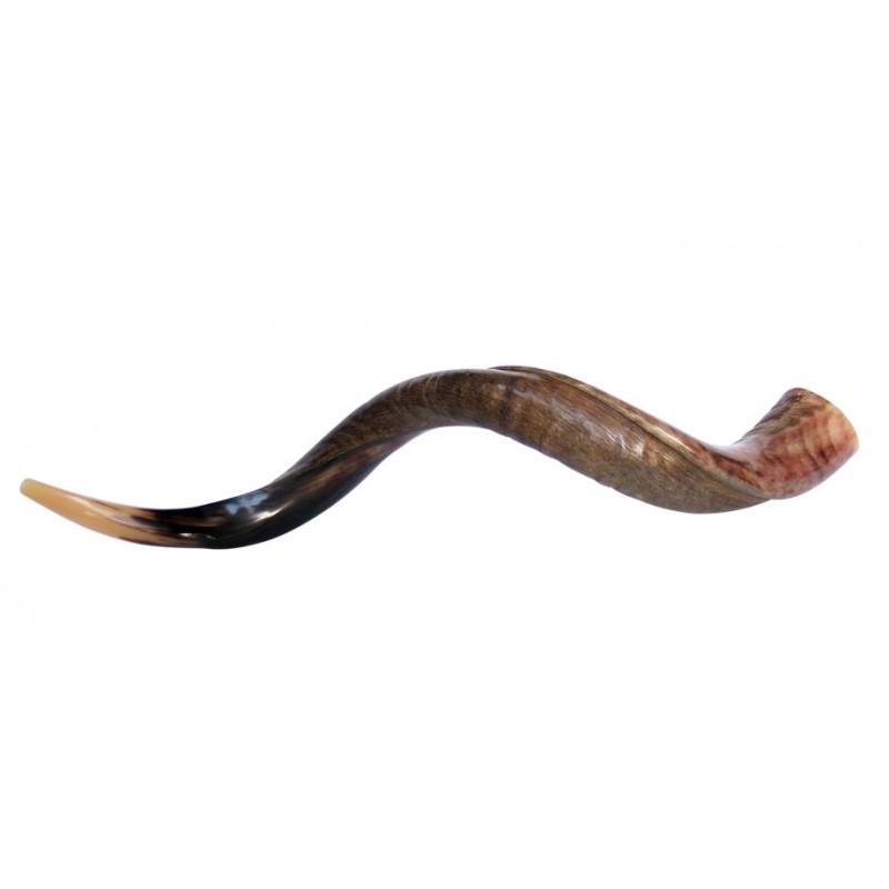 Large Yemenite Kudu Shofar Half Polished Half Na... | Yemenite Shofars