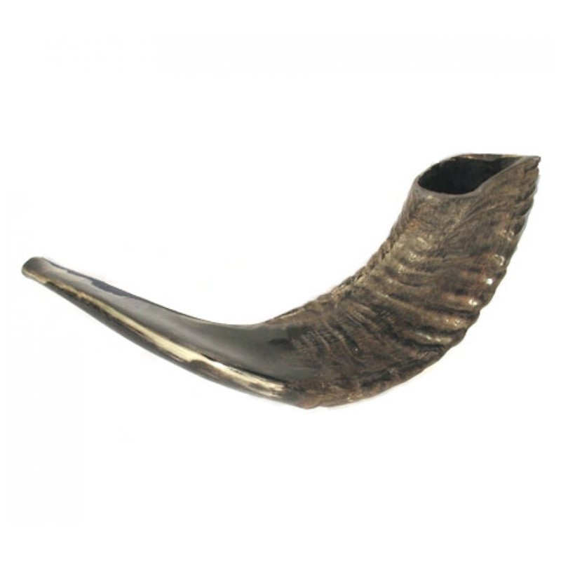 Shofar en corne de bélier noir moyen naturel | Shofars en corne de bélier