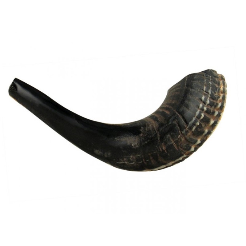 Petit Shofar en Corne de Bélier Noir Naturel | Shofars en corne de bélier