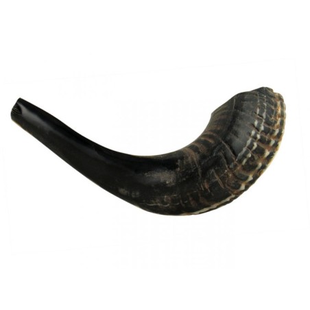 Small Black Rams Horn Shofar Natural | Rams Horn Shofars