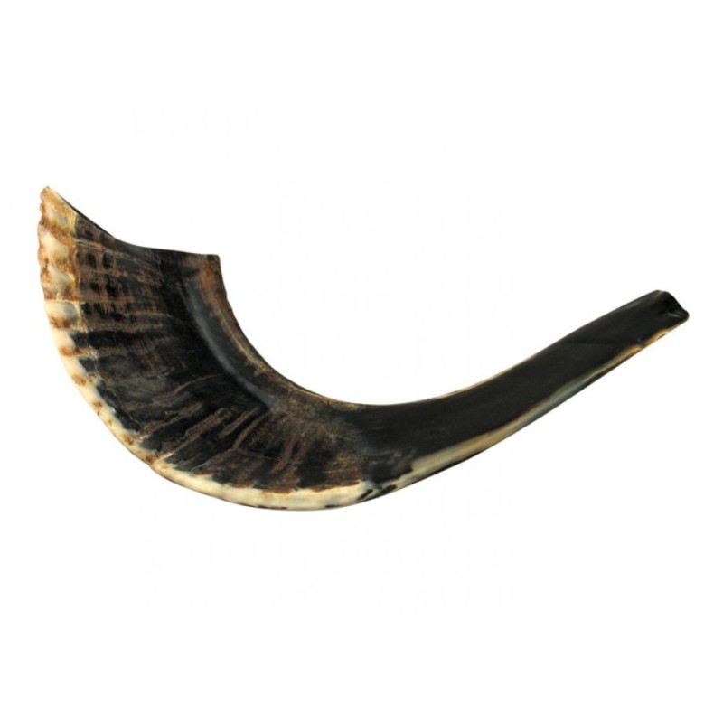 Petit Shofar en Corne de Bélier Noir Naturel | Shofars en corne de bélier