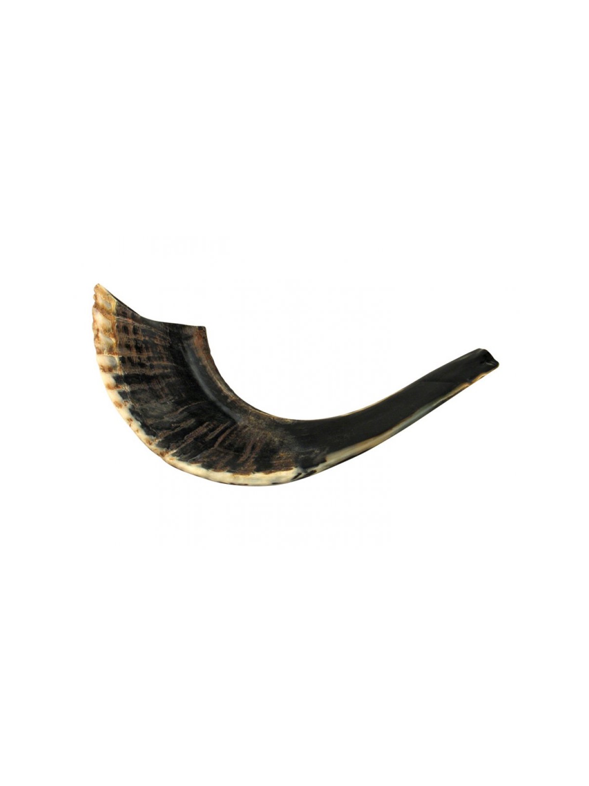 Small Black Rams Horn Shofar Natural | Rams Horn Shofars