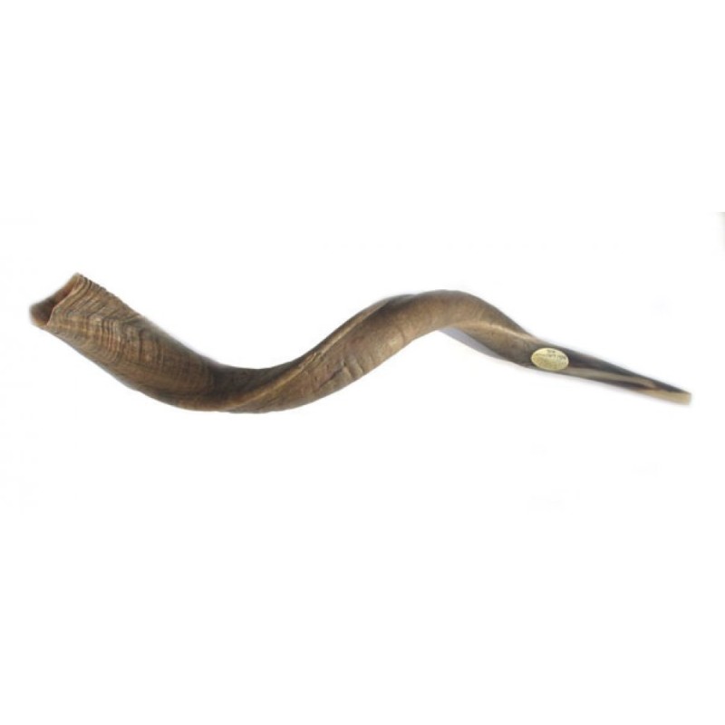 Grand Shofar naturel yéménite | Shofars yéménites