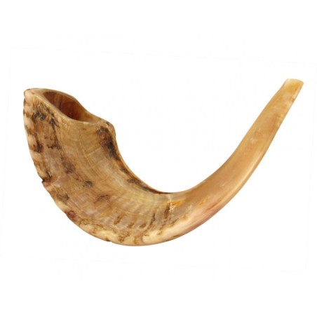 Grand Shofar en Corne de Bélier avec Nuances Claires Natura... | Shofars en corne de bélier