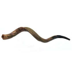 Jumbo Yemenite Shofar Half Polished Half Natural | Yemenite Shofars