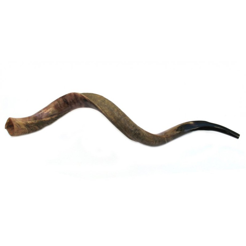 Jumbo Yemenite Shofar Half Polished Half Natural | Yemenite Shofars