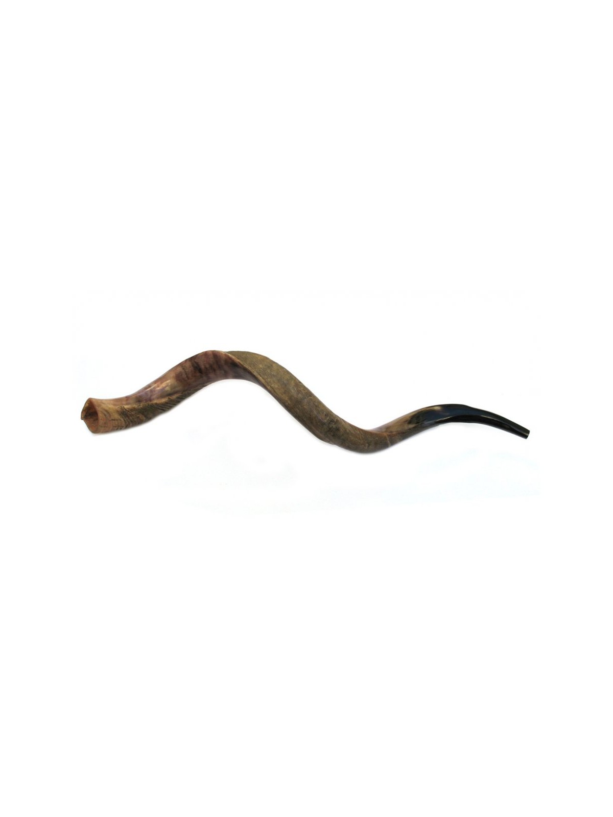 Jumbo Yemenite Shofar Half Polished Half Natural | Yemenite Shofars