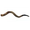 Jumbo Yemenite Shofar Half Polished Half Natural | Yemenite Shofars