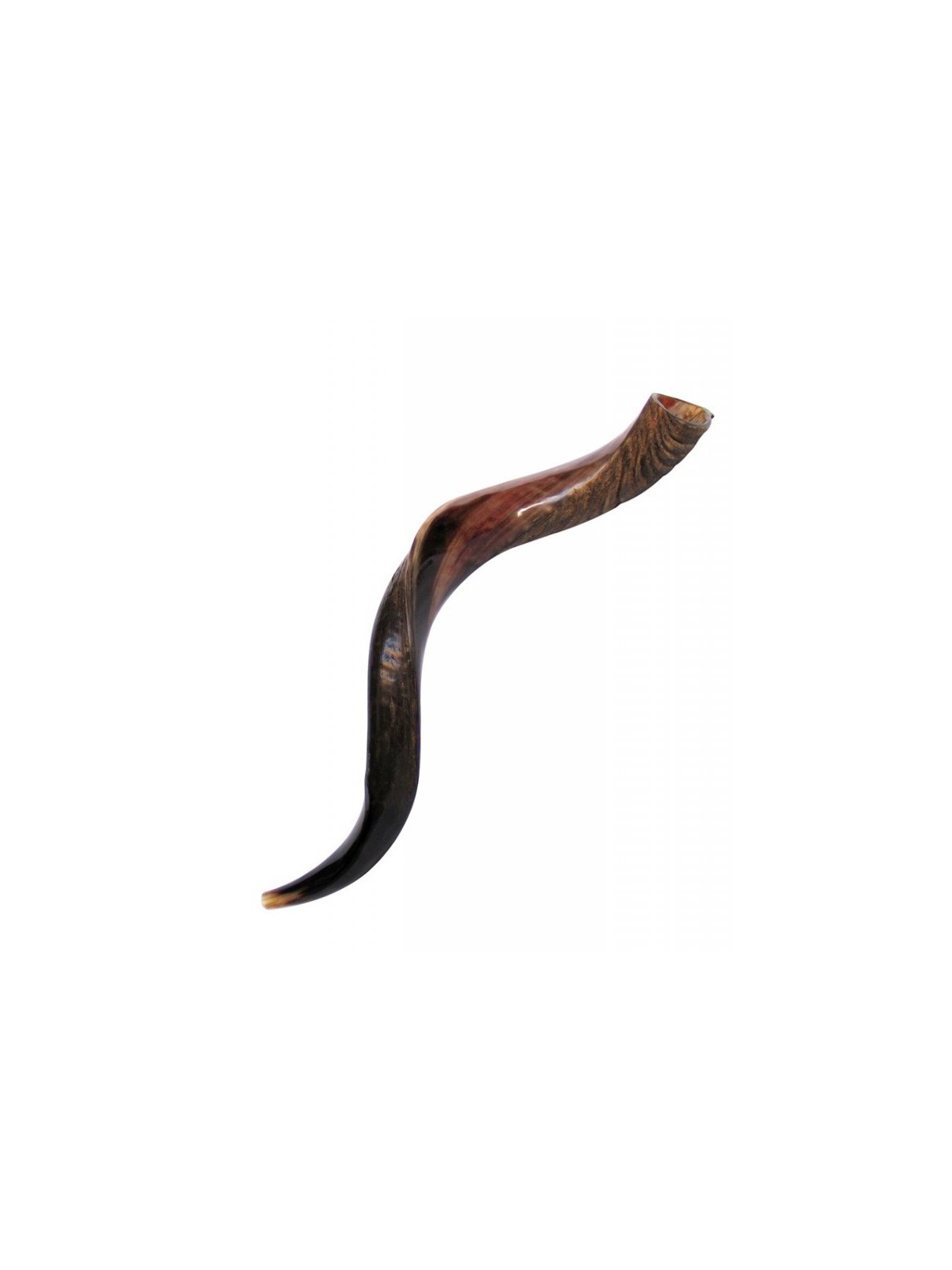 Shofar Kudu yéménite moyen, moitié poli, moitié N... | Shofars yéménites