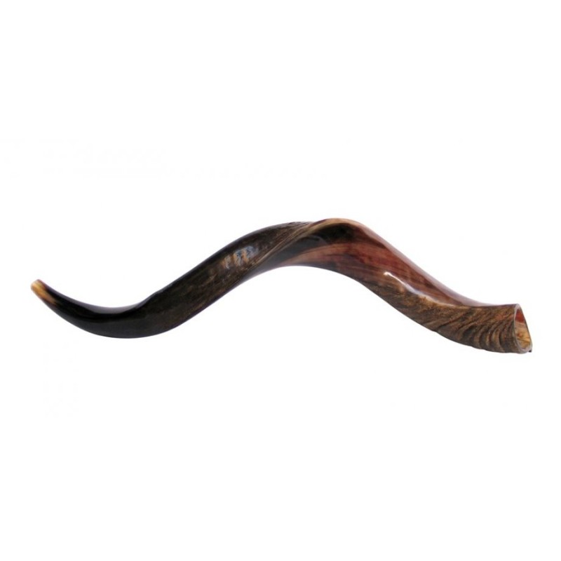 Medium Yemenite Kudu Shofar Half Polished Half N... | Yemenite Shofars
