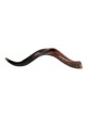 Shofar Kudu yéménite moyen, moitié poli, moitié N... | Shofars yéménites