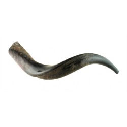 Small Yemenite Shofar Half Polished Half Natural | Yemenite Shofars