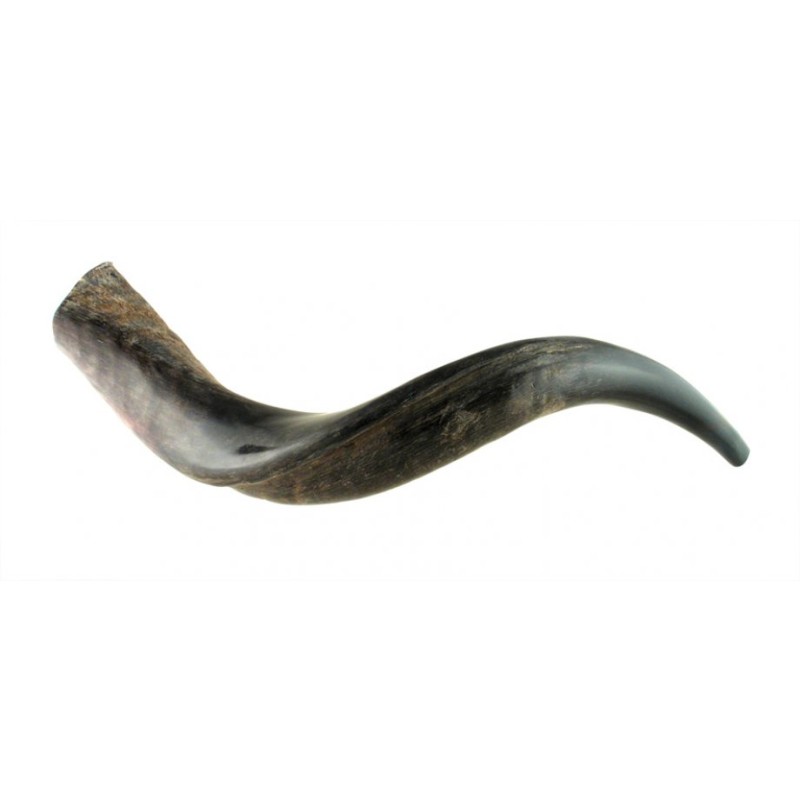 Small Yemenite Shofar Half Polished Half Natural | Yemenite Shofars