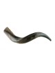 Small Yemenite Shofar Half Polished Half Natural | Yemenite Shofars