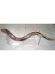 Extra Large Lucite Stand for Yemenite Shofars 40 52... | Shofar Stands