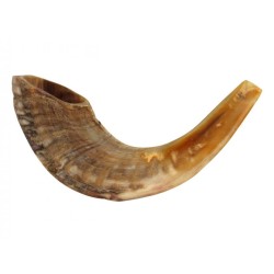 Medium Rams Horn Shofar Natural | Rams Horn Shofars