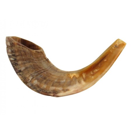 Medium Rams Horn Shofar Natural | Rams Horn Shofars