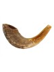 Medium Rams Horn Shofar Natural | Rams Horn Shofars