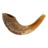 Medium Rams Horn Shofar Natural | Rams Horn Shofars