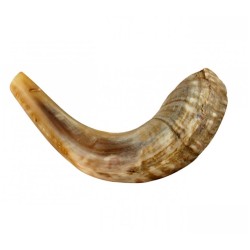 Medium Rams Horn Shofar Natural | Rams Horn Shofars