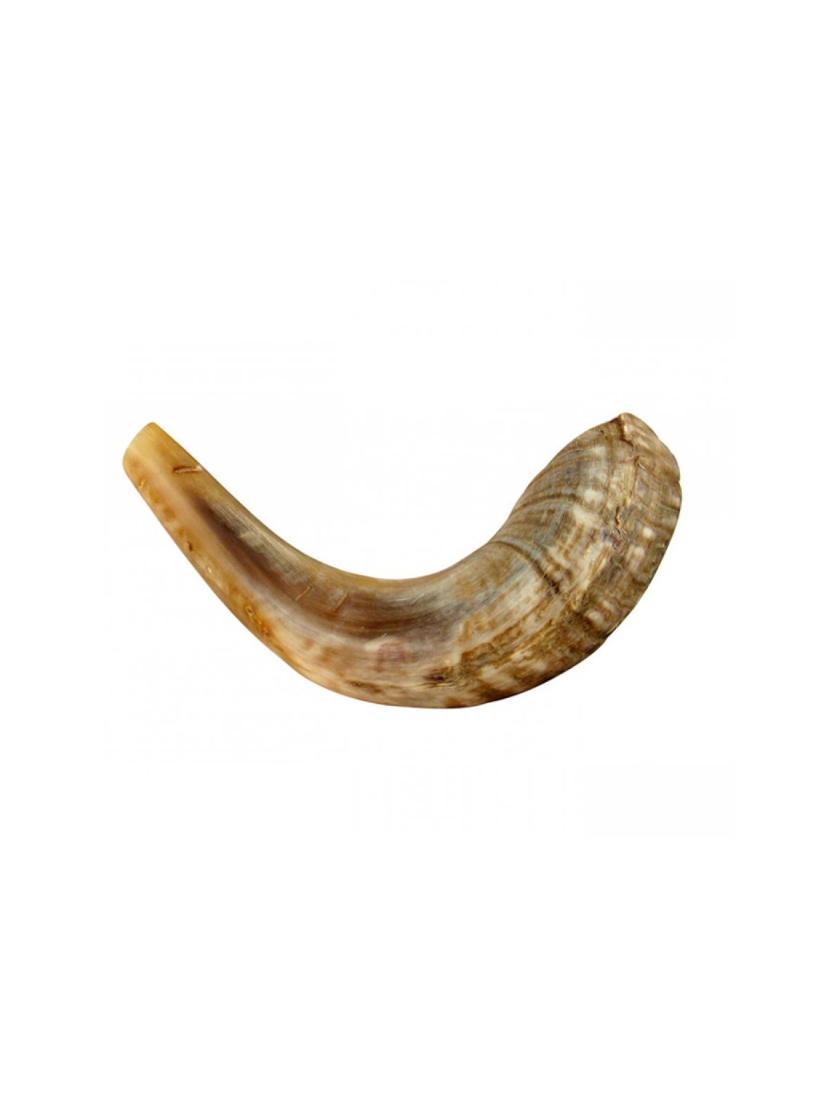 Shofar en corne de bélier moyen naturel | Shofars en corne de bélier