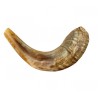 Medium Rams Horn Shofar Natural | Rams Horn Shofars