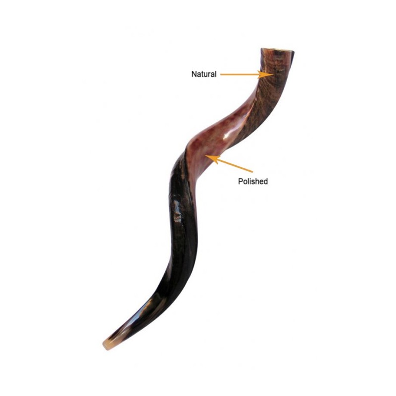 Personalized Shofar Yemenite Kudu Horn Inscribed... | Yemenite Shofars