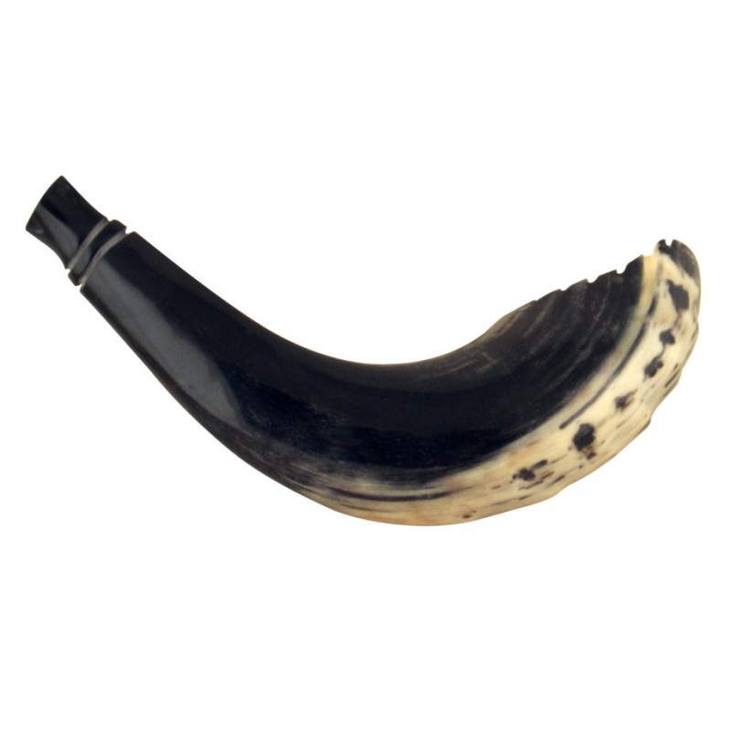Rams Horn שופר סגנון מרוקאי צבע כהה עם... | ראמס הורן שופרס