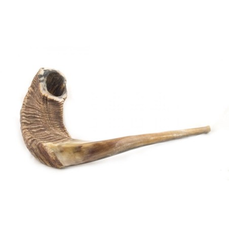 Extra Large Natural Rams Horn Shofar | Rams Horn Shofars