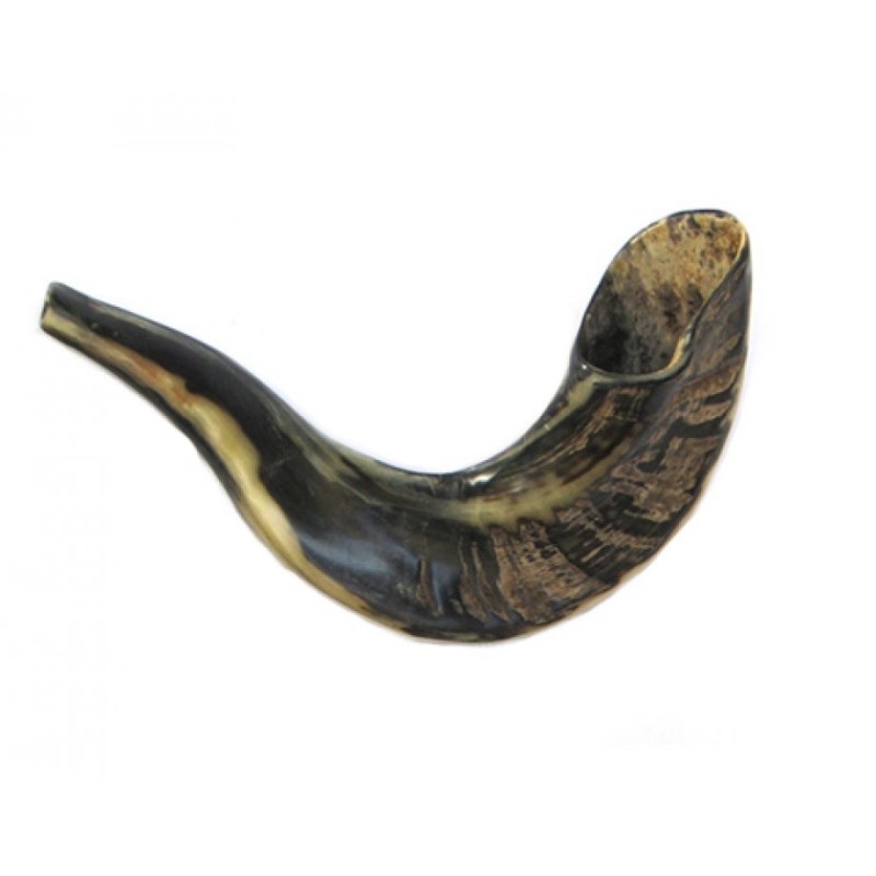 Small Rams Horn Shofar for Kids Dark Colors | Rams Horn Shofars