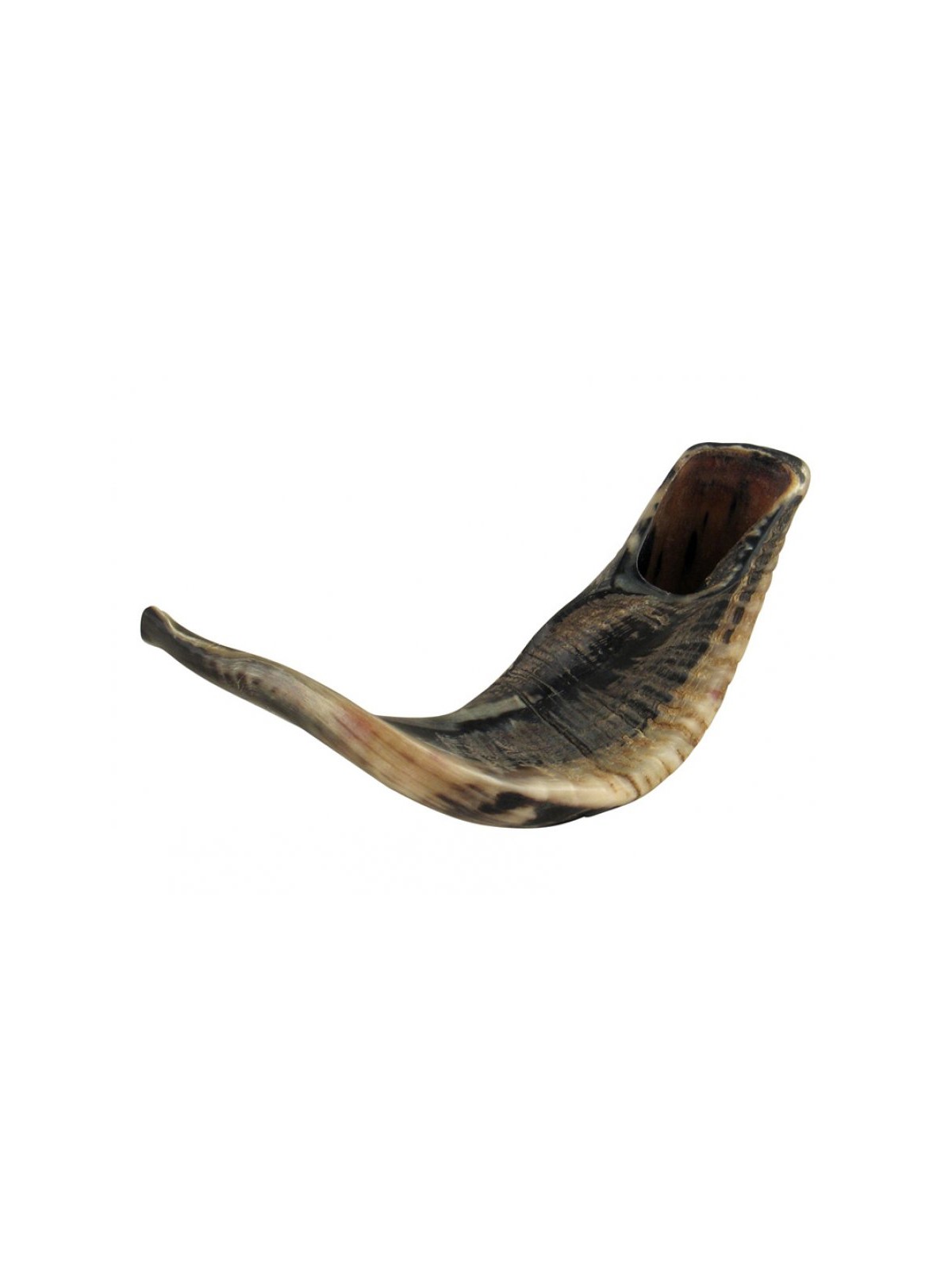 Large Black Rams Horn Shofar Natural | Rams Horn Shofars