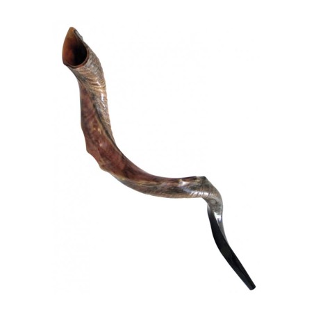 Half Natural Half Polished Nostalgic Crown Yemen... | Yemenite Shofars
